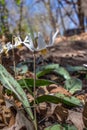 Close up view of dainty white trout lilies erythronium albidum Royalty Free Stock Photo