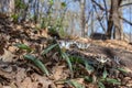 Close up view of dainty white trout lilies erythronium albidum