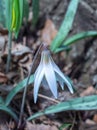 Close up view of a dainty white trout lily erythronium albidum Royalty Free Stock Photo