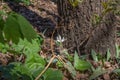 Close up view of a dainty white trout lily erythronium albidum Royalty Free Stock Photo