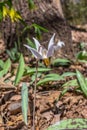 Close up view of a dainty white trout lily erythronium albidum Royalty Free Stock Photo
