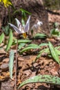 Close up view of a dainty white trout lily erythronium albidum Royalty Free Stock Photo