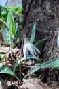 Close up view of a dainty white trout lily wildflower erythronium albidum Royalty Free Stock Photo