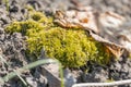 Close-up view of a damp, nutrient-rich moss patch with textured leavesbranches on a decaying leaf and soil background Natural Royalty Free Stock Photo