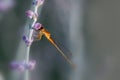 Close up view of Damselfly on a lavender plant Royalty Free Stock Photo