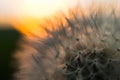Close-up view of a dandelion, blowball against the sunset Royalty Free Stock Photo