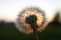 Close-up view of a dandelion, blowball against the sunset Royalty Free Stock Photo