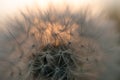 Close-up view of a dandelion, blowball against the sunset Royalty Free Stock Photo