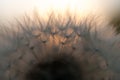 Close-up view of a dandelion, blowball against the sunset Royalty Free Stock Photo