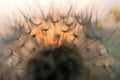 Close-up view of a dandelion, blowball against the sunset Royalty Free Stock Photo