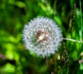 Close-up View of a Dandelion Gone to Seed Royalty Free Stock Photo