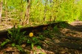 Close-up view of dandelion near old rusty railway in the natural tunnel formed by trees. Famous Tunnel of Love. Sunny spring day. Royalty Free Stock Photo