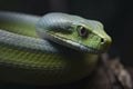 Close up view of dangerous green snake