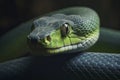 Close up view of dangerous green snake