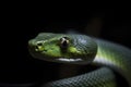 Close up view of dangerous green snake