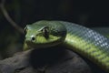 Close up view of dangerous green snake