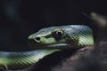 Close up view of dangerous green snake