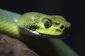 Close up view of dangerous green snake