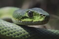 Close up view of dangerous green snake