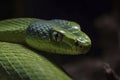 Close up view of dangerous green snake