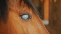 Dark Brown Blind Horse With A Black Mane In The Stable - Injured Horse