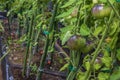 Close up view of dark red sort of tomatoes between green leaves. Royalty Free Stock Photo