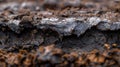 Wet Black Soil Background with Brown Detail Texture, Natural Close-up Macro Photography Royalty Free Stock Photo