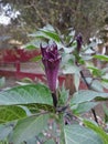 A close up view of Datura flower in Assam