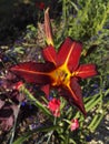 Close-up view of Daylily flaming red with yellow heart, Hemerocallis `Autumn Red` Royalty Free Stock Photo
