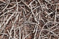 Close-up view of dead branches and sticks