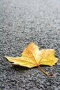 Close-up view of a dead leaf lying on a country road Royalty Free Stock Photo