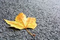 Close-up view of a dead leaf lying on a country road Royalty Free Stock Photo