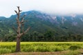 A close-up view of a dead, leafless tree cut down Royalty Free Stock Photo