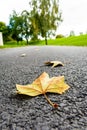 Close-up view of dead leaves lying on a country road Royalty Free Stock Photo