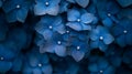 A Close-Up View of Deep Blue Hydrangea Petals Royalty Free Stock Photo