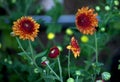 Close up of  delicate  Daisy  flowers Royalty Free Stock Photo