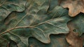 Close-up View of Delicate Leaf Texture Royalty Free Stock Photo