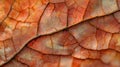 Close-up View of a Delicate Leaf Vein Network Royalty Free Stock Photo