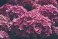Close up view of a pink hydrangea flower. Royalty Free Stock Photo