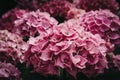 Close up view of a pink hydrangea flower. Royalty Free Stock Photo