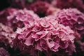 Close up view of a pink hydrangea flower. Royalty Free Stock Photo