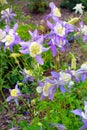 Purple and White Columbine Flowers Royalty Free Stock Photo