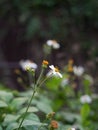 Close-up view of delicate white Pilose Beggarticks flowers, growing in a lush garden environment Royalty Free Stock Photo