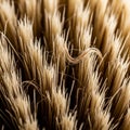Hair commonly utilized in paintbrushes or grooming brushes for a Royalty Free Stock Photo
