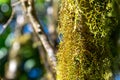 Close-up view of dense moss on a tree tree trunk and branches in the background on the summit of Mount Gower