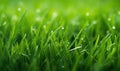 Close-up view of dense vibrant green grass. Created with AI