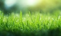 Close-up view of dense vibrant green grass. Created with AI