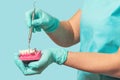 Dentist`s hands with layout of the human jaw and probe Royalty Free Stock Photo