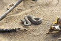 Close up view of a desert sidwinder sanke Royalty Free Stock Photo
