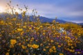 Close up view of desert wildflowers st Anza Borrego desert state park during sunset